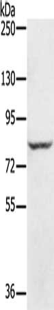 Gel: 6%SDS-PAGE, Lysate: 40 ug, Lane: Jurkat cells, Primary antibody: CSB-PA699105(RNF43 Antibody) at dilution 1/300, Secondary antibody: Goat anti rabbit IgG at 1/8000 dilution, Exposure time: 30 seconds