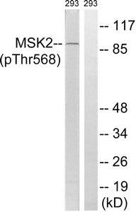 Western blot analysis of extracts from 293 cells, treated with H2O2 (100uM, 15mins), using MSK2 (Phospho-Thr568) antibody. The lane on the right is treated with the synthesized peptide.