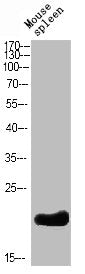 Western Blot analysis of mouse-spleen cells using Bcl-2 Polyclonal Antibody diluted at 1:500. Secondary antibody  was diluted at 1:20000