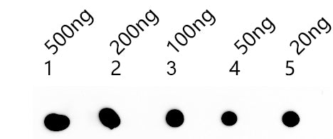 Dot blot analysis of peptides corresponding to the immunogen  was probed with  PDS5B antibody at a dilution of 1:1000.
Blocking/Dilution buffer: 4% nonfat dry milk(NFDM)/PBS.
Secondary antibody：Goat polyclonal to rabbit IgG at 1/40000 dilution
Exposure time: 14s.