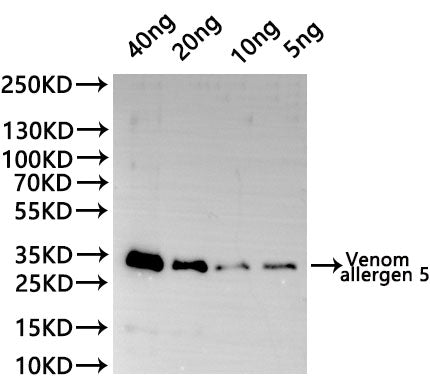 Western Blot
Positive WB detected in: recombinant protein
All lanes:Venom allergen 5  Antibody at 1:1000
Secondary
Goat polyclonal to rabbit IgG at 1/20000 dilution
Predicted band size: 30.2 kDa
Observed band size: 30.2 kDa