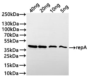 Western Blot
Positive WB detected in: recombinant protein
All lanes:repA Antibody at 1:1000
Secondary
Goat polyclonal to rabbit IgG at 1/20000 dilution
Predicted band size: 39.7 kDa
Observed band size:43 kDa