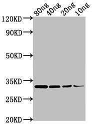 Western Blot
Positive WB detected in Recombinant protein
All lanes: omp antibody at 1:2000
Secondary
Goat polyclonal to rabbit IgG at 1/50000 dilution
Predicted band size: 32 kDa
Observed band size: 32 kDa