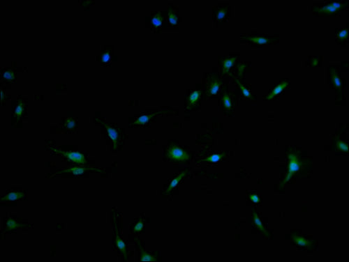 Immunofluorescence staining of U251 cells with CSB-PA708479LA01HU at 1:100, counter-stained with DAPI. The cells were fixed in 4% formaldehyde and blocked in 10% normal Goat Serum. The cells were then incubated with the antibody overnight at 4°C. The secondary antibody was Alexa Fluor 488-congugated AffiniPure Goat Anti-Rabbit IgG(H+L).