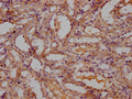 IHC image of CSB-PA714125OA01RA diluted at 1:300 and staining in paraffin-embedded Rat kidney tissue performed on a Leica BondTM system. After dewaxing and hydration, antigen retrieval was mediated by high pressure in a citrate buffer (pH 6.0). Section was blocked with 10% normal goat serum 30min at RT. Then primary antibody (1% BSA) was incubated at 4°C overnight. The primary is detected by a Goat anti-rabbit polymer IgG labeled by HRP and visualized using 0.05% DAB.