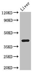 Western Blot
Positive WB detected in: Mouse liver tissue
All lanes: Adh7 antibody at 3.5µg/ml
Secondary
Goat polyclonal to rabbit IgG at 1/50000 dilution
Predicted band size: 40 kDa
Observed band size: 40 kDa
