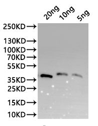 Western Blot
Positive WB detected in: recombinant protein
All lanes:KP509_12G01700 Antibody at 1:1000
Secondary
Goat polyclonal to rabbit IgG at 1/20000 dilution
Predicted band size: 32.1 kDa
Observed band size: 40 kDa