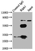 Immunoprecipitating Ripk1 in K562 whole cell lysate 
Lane 1: Rabbit control IgG (1?g) instead of CSB-PA720181LA01MO in K562 whole cell lysate.
For western blotting, a HRP-conjugated Protein G antibody was used as the secondary antibody (1/2000)
Lane 2: CSB-PA720181LA01MO (6?g) + K562 whole cell lysate (500?g)
Lane 3: K562 whole cell lysate (10?g)