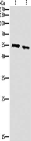 AKT1 Antibody – Figure 1 of 1