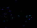 Immunofluorescence staining of SH-SY5Y cells with CSB-PA723708LA01HU at 1:100, counter-stained with DAPI. The cells were fixed in 4% formaldehyde and blocked in 10% normal Goat Serum. The cells were then incubated with the antibody overnight at 4°C. The secondary antibody was Alexa Fluor 488-congugated AffiniPure Goat Anti-Rabbit IgG(H+L).