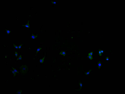 Immunofluorescence staining of SH-SY5Y cells with CSB-PA723708LA01HU at 1:100, counter-stained with DAPI. The cells were fixed in 4% formaldehyde and blocked in 10% normal Goat Serum. The cells were then incubated with the antibody overnight at 4°C. The secondary antibody was Alexa Fluor 488-congugated AffiniPure Goat Anti-Rabbit IgG(H+L).
