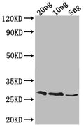 Western Blot
Positive WB detected in Recombinant protein
All lanes: OGG1 antibody at 1:2000
Secondary
Goat polyclonal to rabbit IgG at 1/50000 dilution
Predicted band size: 27.4 kDa
Observed band size: 29 kDa