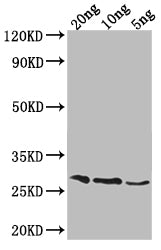 Western Blot
Positive WB detected in Recombinant protein
All lanes: OGG1 antibody at 1:2000
Secondary
Goat polyclonal to rabbit IgG at 1/50000 dilution
Predicted band size: 27.4 kDa
Observed band size: 29 kDa