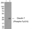 Western blot analysis of extracts from 3T3 cells (Lane 2), using Claudin 7 (Phospho-Tyr210) Antibody. The lane on the left is treated with antigen-specific peptide.