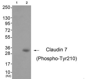 Western blot analysis of extracts from 3T3 cells (Lane 2), using Claudin 7 (Phospho-Tyr210) Antibody. The lane on the left is treated with antigen-specific peptide.