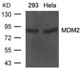 Western blot analysis of extracts from 293 and Hela cells using MDM2 Antibody.