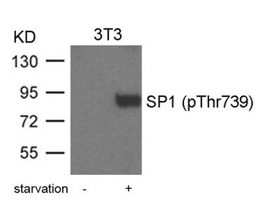 Western blot analysis of extracts from 3T3 cells treated with starvation using SP1(Phospho-Thr739) Antibody.