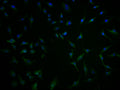 Immunofluorescence staining of U251 cells with CSB-PA732237LA01HU at 1:100, counter-stained with DAPI. The cells were fixed in 4% formaldehyde and blocked in 10% normal Goat Serum. The cells were then incubated with the antibody overnight at 4°C. The secondary antibody was Alexa Fluor 488-congugated AffiniPure Goat Anti-Rabbit IgG(H+L).