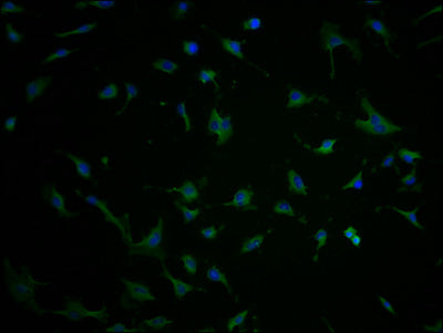 Immunofluorescence staining of U251 cells with CSB-PA732237LA11HU at 1:100, counter-stained with DAPI. The cells were fixed in 4% formaldehyde and blocked in 10% normal Goat Serum. The cells were then incubated with the antibody overnight at 4°C. The secondary antibody was Alexa Fluor 488-congugated AffiniPure Goat Anti-Rabbit IgG(H+L).
