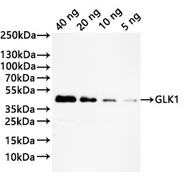 Western Blot
Positive WB detected in: recombinant protein
All lanes:GLK1 Antibody at 1:1000
Secondary
Goat polyclonal to rabbit IgG at 1/20000 dilution
Predicted band size: 34.3 kDa
Observed band size: 39 kDa
