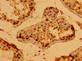 Immunohistochemistry of paraffin-embedded human testis tissue using CSB-PA734879LA01HU at dilution of 1:100