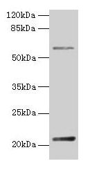 DUSP13 Antibody – Figure 1 of 4