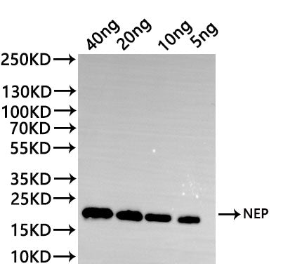 Western Blot
Positive WB detected in: recombinant protein
All lanes:MUS81 Antibody at 1:1000
Secondary
Goat polyclonal to rabbit IgG at 1/20000 dilution
Predicted band size: 36.5 kDa
Observed band size: 36.5 kDa