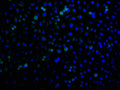 Immunofluorescence staining of A549 cells with CSB-PA744137LA21HU at 1:100, counter-stained with DAPI. The cells were fixed in 4% formaldehyde and blocked in 10% normal Goat Serum. The cells were then incubated with the antibody overnight at 4°C. The secondary antibody was Alexa Fluor 488-congugated AffiniPure Goat Anti-Rabbit IgG(H+L).