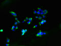 Immunofluorescent analysis of 293 cells using CSB-PA744194LA01HU at dilution of 1:100 and Alexa Fluor 488-congugated AffiniPure Goat Anti-Rabbit IgG(H+L)