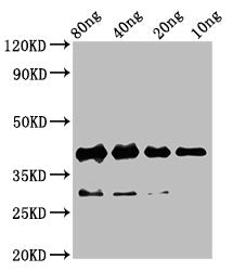 Western Blot
Positive WB detected in Recombinant protein
All lanes: rbm24 antibody&nbsp;at 4.3µg/ml
Secondary
Goat polyclonal to rabbit IgG at 1/50000 dilution
Predicted band size: 41 kDa
Observed band size: 41 kDa