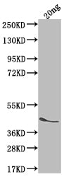 Western Blot
Positive WB detected in Recombinant protein
All lanes: ICSA antibody at 1:2000
Secondary
Goat polyclonal to rabbit IgG at 1/50000 dilution
Predicted band size: 40.3 kDa
Observed band size: 45 kDa