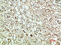 Immunohistochemical analysis of paraffin-embedded human-kidney, antibody was diluted at 1:200