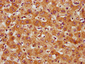 IHC image of CSB-PA747623LA01HU diluted at 1:500 and staining in paraffin-embedded human liver tissue performed on a Leica BondTM system. After dewaxing and hydration, antigen retrieval was mediated by high pressure in a citrate buffer (pH 6.0). Section was blocked with 10% normal goat serum 30min at RT. Then primary antibody (1% BSA) was incubated at 4°C overnight. The primary is detected by a biotinylated secondary antibody and visualized using an HRP conjugated SP system.