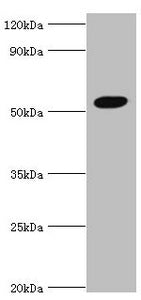Western blot
All lanes: Zinc finger protein AEBP2 antibody at 4ug/ml + Hela whole cell lysate
Secondary
Goat polyclonal to rabbit IgG at 1/10000 dilution
Predicted band size: 55, 53, 34 kDa
Observed band size: 55 kDa