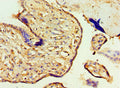 Immunohistochemistry of paraffin-embedded human placenta tissue using CSB-PA747778ESR2HU at dilution of 1:100