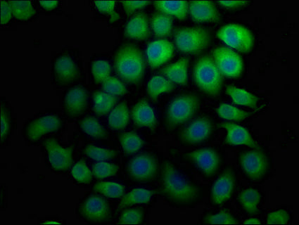Immunofluorescence staining of A549 cells with CSB-PA748484HA01HU at 1:133, counter-stained with DAPI. The cells were fixed in 4% formaldehyde, permeabilized using 0.2% Triton X-100 and blocked in 10% normal Goat Serum. The cells were then incubated with the antibody overnight at 4°C. The secondary antibody was Alexa Fluor 488-congugated AffiniPure Goat Anti-Rabbit IgG(H+L).