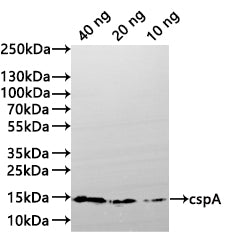 Western Blot
Positive WB detected in: recombinant protein
All lanes:cspA Antibody at 1:1000
Secondary
Goat polyclonal to rabbit IgG at 1/20000 dilution
Predicted band size: 8 kDa
Observed band size: 14 kDa