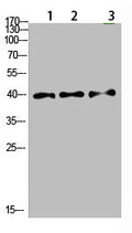 Western Blot analysis of 1,mouse-lung 2,mouse-brain 3,mouse-spleen cells using primary antibody diluted at 1:500(4°C overnight). Secondary antibody:Goat Anti-rabbit IgG IRDye 800( diluted at 1:5000, 25°C, 1 hour)