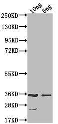 Western Blot
Positive WB detected in Recombinant protein
All lanes: CESA6 antibody at 1:1000
Secondary
Goat polyclonal to rabbit IgG at 1/50000 dilution
Predicted band size: 32.6 kDa
Observed band size: 34 kDa