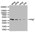 Western Blot
Positive WB detected in: recombinant protein
All lanes:hlgC Antibody at 1:1000
Secondary
Goat polyclonal to rabbit IgG at 1/20000 dilution
Predicted band size: 39.5 kDa
Observed band size: 42 kDa