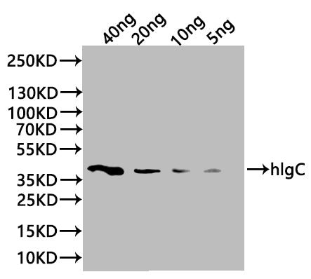 Western Blot
Positive WB detected in: recombinant protein
All lanes:hlgC Antibody at 1:1000
Secondary
Goat polyclonal to rabbit IgG at 1/20000 dilution
Predicted band size: 39.5 kDa
Observed band size: 42 kDa