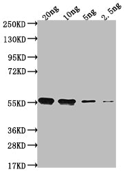 Western Blot
Positive WB detected in Recombinant protein
All lanes: clfA antibody at 1:2000
Secondary
Goat polyclonal to rabbit IgG at 1/50000 dilution
Predicted band size: 52.1 kDa
Observed band size: 54 kDa