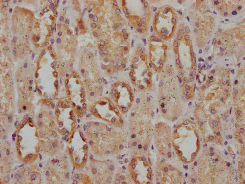 IHC image of CSB-PA754361LA01HU diluted at 1:200 and staining in paraffin-embedded human kidney tissue performed on a Leica BondTM system. After dewaxing and hydration, antigen retrieval was mediated by high pressure in a citrate buffer (pH 6.0). Section was blocked with 10% normal goat serum 30min at RT. Then primary antibody (1% BSA) was incubated at 4°C overnight. The primary is detected by a Goat anti-rabbit IgG labeled by HRP and visualized using 0.05% DAB.