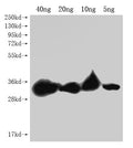 Western Blot
Positive WB detected in Recombinant protein
All lanes: PLET1 antibody at 1:2000
Secondary
Goat polyclonal to rabbit IgG at 1/50000 dilution
Predicted band size: 24.4 kDa
Observed band size: 28 kDa