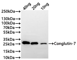Western Blot
Positive WB detected in: recombinant protein
All lanes:Conglutin-7 Antibody at 1:1000
Secondary
Goat polyclonal to rabbit IgG at 1/20000 dilution
Predicted band size: 22 kDa
Observed band size: 28 kDa
