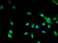 Immunofluorescence staining of U251 cell with CSB-PA757769LA01HU at 1:450, counter-stained with DAPI. The cells were fixed in 4% formaldehyde and blocked in 10% normal Goat Serum. The cells were then incubated with the antibody overnight at 4C. The secondary antibody was Alexa Fluor 488-congugated AffiniPure Goat Anti-Rabbit IgG(H+L).