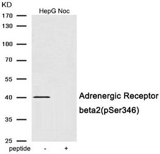 Western blot analysis of extracts from HepG2 cells treated with Nocodazole using Phospho-Adrenergic Receptor beta2 (Ser346) antibody.The lane on the right is treated with the antigen-specific peptide.