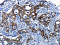 CASP1 Antibody – Figure 1 of 2