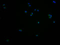 Immunofluorescence staining of PC3 cells with CSB-PA765076LA01HU at 1:100, counter-stained with DAPI. The cells were fixed in 4% formaldehyde and blocked in 10% normal Goat Serum. The cells were then incubated with the antibody overnight at 4°C. The secondary antibody was Alexa Fluor 488-congugated AffiniPure Goat Anti-Rabbit IgG(H+L).
