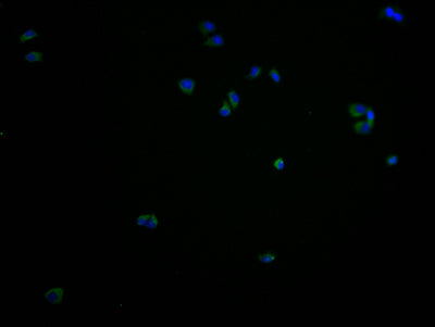 Immunofluorescence staining of PC3 cells with CSB-PA765076LA01HU at 1:100, counter-stained with DAPI. The cells were fixed in 4% formaldehyde and blocked in 10% normal Goat Serum. The cells were then incubated with the antibody overnight at 4°C. The secondary antibody was Alexa Fluor 488-congugated AffiniPure Goat Anti-Rabbit IgG(H+L).